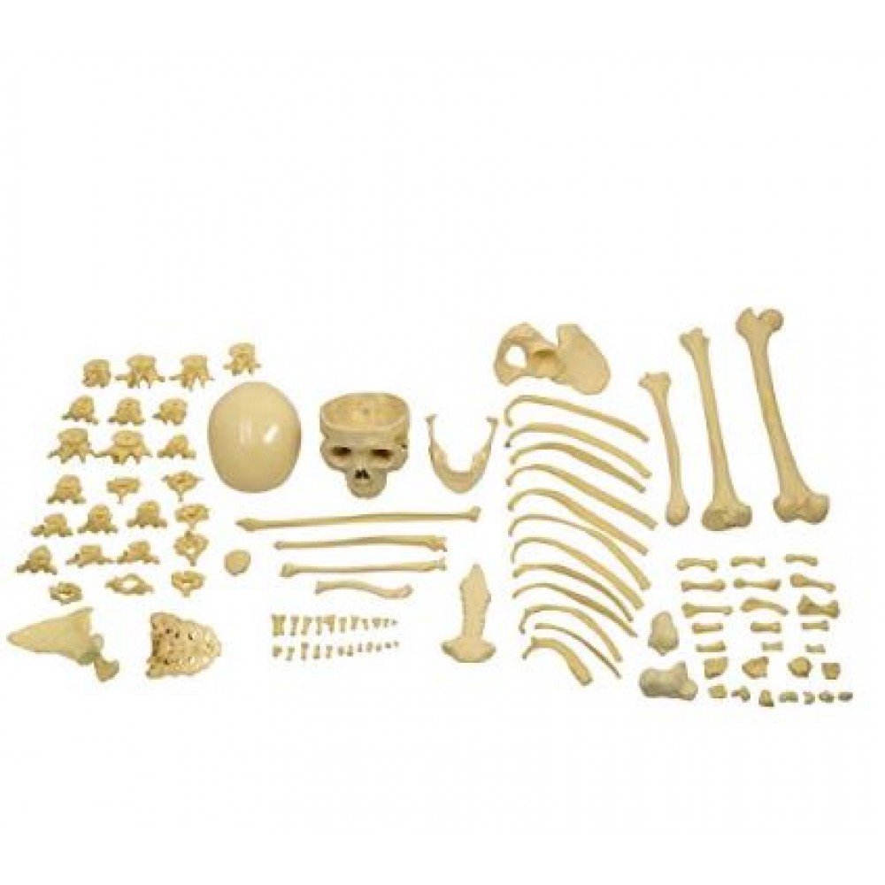 Bilateral Disarticulated Human Skeleton Life-Bone Set for Medical Students